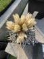 Preview: Turbinicarpus klinkerianus